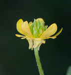 Hairy buttercup